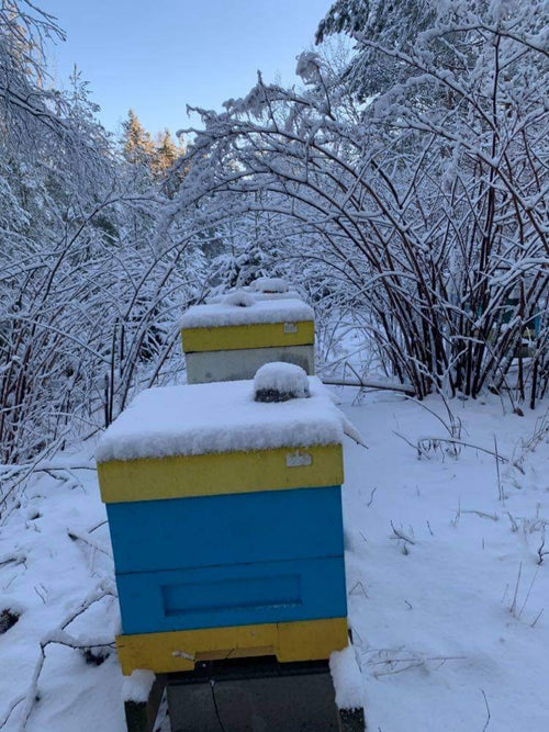 Bee Bread
