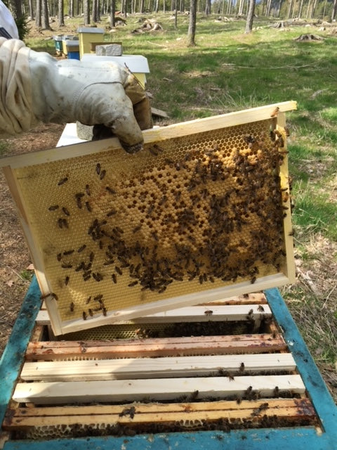 Honey Sample Pot (20g)